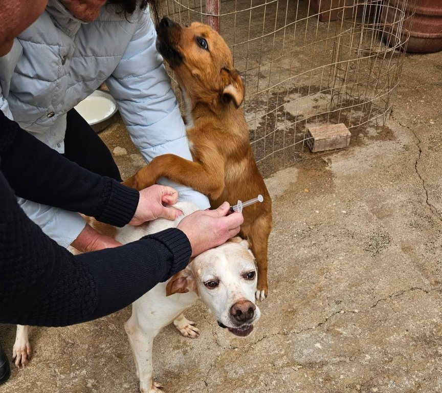Ξεκίνησαν οι εμβολιασμοί για τα αδέσποτα του Δήμου Πρέβεζας